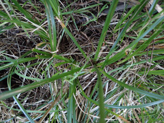 Carex virgata