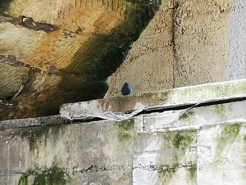 Plumbeous Water Redstart