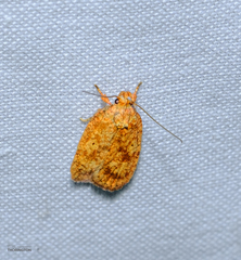 Agonopterix robiniella