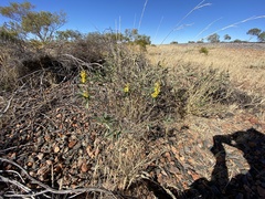 Crotalaria novae-hollandiae
