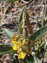 Crotalaria novae-hollandiae