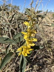 Crotalaria novae-hollandiae