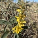 Crotalaria novae-hollandiae - Photo no rights reserved, uploaded by Richard Fuller