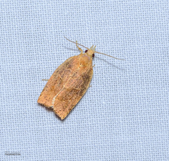 Cenopis diluticostana