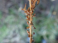 Carex virgata