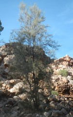 Casuarina cristata