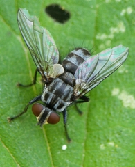 Macronychia polyodon