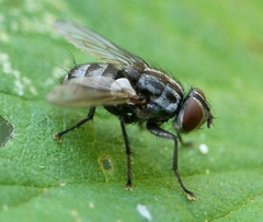 Macronychia polyodon