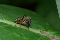 Carrhotus viduus