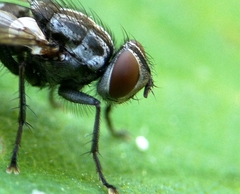 Macronychia polyodon