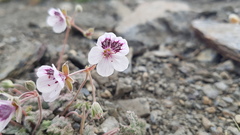 Erodium cheilanthifolium