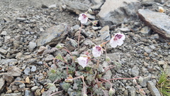 Erodium cheilanthifolium