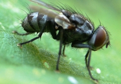 Macronychia polyodon