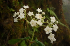 Viburnum erosum