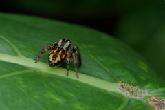 Carrhotus viduus