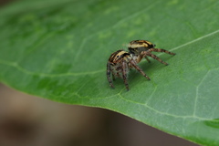 Carrhotus viduus