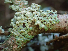 Menegazzia neozelandica