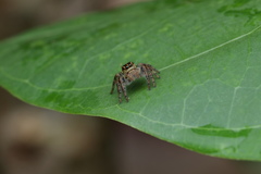 Carrhotus viduus