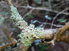 Menegazzia neozelandica
