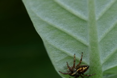Carrhotus viduus