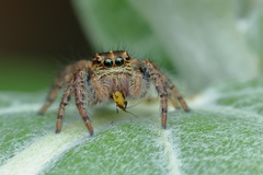 Carrhotus viduus