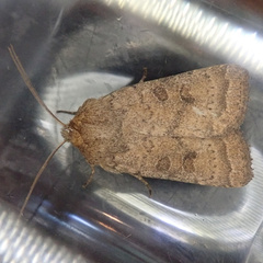 Hoplodrina octogenaria