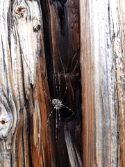 Mitopus glacialis