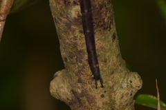 Gynacantha dravida