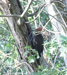 Dryocopus pileatus