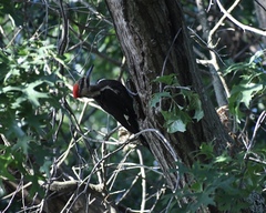 Dryocopus pileatus