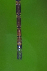 Gynacantha dravida