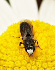 Hylaeus nigritus