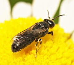 Hylaeus nigritus