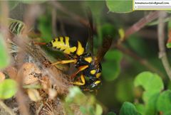 Euodynerus fastidiosus