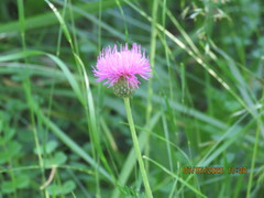Klasea nudicaulis
