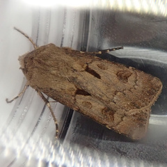 Agrotis exclamationis
