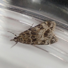 Eudonia lacustrata