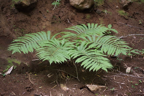 Image of Pentarhizidium orientale by (c) harum.koh, some rights reserved (CC BY-SA)