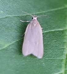 Acompsia cinerella