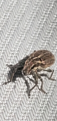 Sitona lineatus