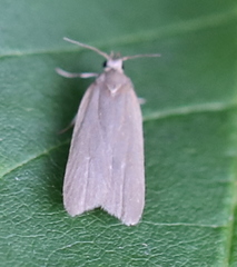 Acompsia cinerella
