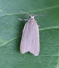 Acompsia cinerella