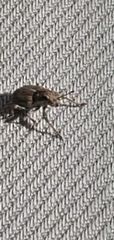 Sitona lineatus