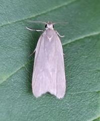 Acompsia cinerella