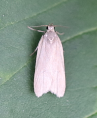 Acompsia cinerella