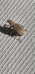 Sitona lineatus