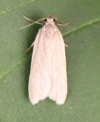 Acompsia cinerella