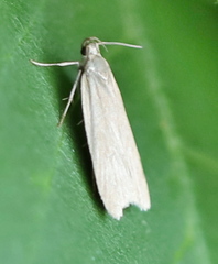 Acompsia cinerella
