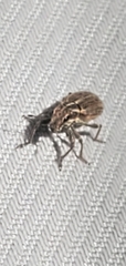 Sitona lineatus