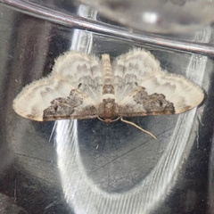 Idaea rusticata